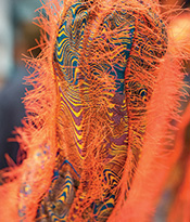 RISD Details Thumbnail