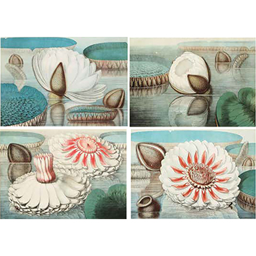 Galley Walls 13_Four Botanical Prints by John Fisk Allen and William Sharp